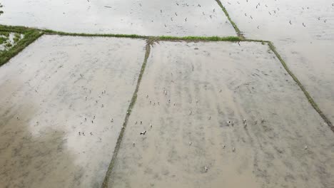 Eine-Gruppe-Asiatischer-Openbill-Vögel-Aus-Der-Luft-Hält-An-Einem-überfluteten-Reisfeld